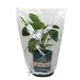 Couverture de plantes en Film PVC Transparent abri pour plantes en pot pratique sacs de Protection