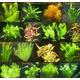Mühlan Pflanzenhandel 210 Aquarienpflanzen in rot und grün, 30 Bunde