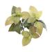 August Grove® Artificial Basil Bundle Herbs Branch Silk | 11 H x 6 W x 6 D in | Wayfair 31EB8E3D3AA74AFDBB0F831460D304DE