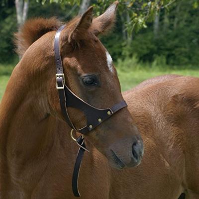 Perri's Grow with Me Leather Foal Halter, Havana, One Size