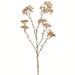 Vickerman 606551 - 25" Beige Patrinia Spray 4/Pk (FV194925) Home Office Picks and Sprays