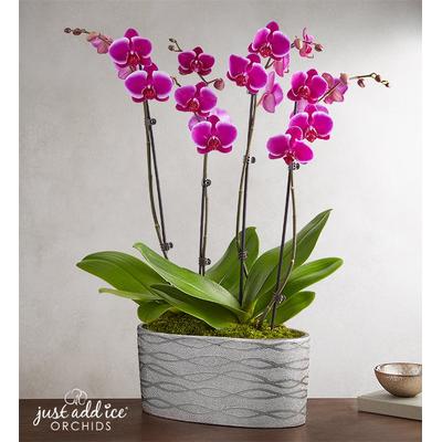 1-800-Flowers Plant Delivery Violet Opulence Orchid Large Plant | Happiness Delivered To Their Door