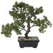 Vickerman 588741 - 12" Potted Pine Bonsai Tree (TA192012) Unlit Bonsai Tree