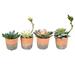 Vickerman 609873 - 7" Green Succulents in Pot (FH192304) Home Office Succulents