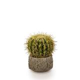 T&C Floral Company Barrel in Clay Embellished Cactus Plant in Pot Silk | 11 H x 9 W x 9 D in | Wayfair F1808CG