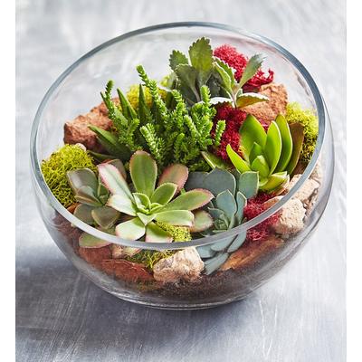 1-800-Flowers Plant Delivery Glass Succulent Terrarium | Happiness Delivered To Their Door
