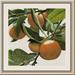 Gracie Oaks 'Bright Citrus I' Framed Painting Print Paper in Green/Orange | 23 H x 23 W x 0.88 D in | Wayfair 59CBDE4652F54BCB9115BCDAA2719FD8