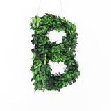 Primrue Adamsville Real Preserved Boxwood Monogram Letter B Tree in Planter | 13 H x 4.5 W x 3 D in | Wayfair POTTEDBOXWOOD-B