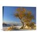 East Urban Home 'Fremont Cottonwood Tree Single Tree in Desert, White Sands National Monument | 18 H x 24 W x 1.5 D in | Wayfair