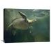 East Urban Home 'Green Sea Turtle & Fish, Sabah, Malaysia' Photographic Print on Wrapped Canvas Metal in Gray/Green | 24 H x 32 W x 1.5 D in | Wayfair