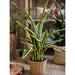 Highland Dunes Edged Leaf Snake Plant in Pot Plastic/Metal | 25.9 H x 10.2 W x 4.9 D in | Wayfair 1DACA0C8D6B94615AA814DBAD532EAAB