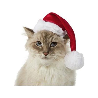 Frisco Holiday Dog & Cat Santa Hat, 1 count, X-Small/Small