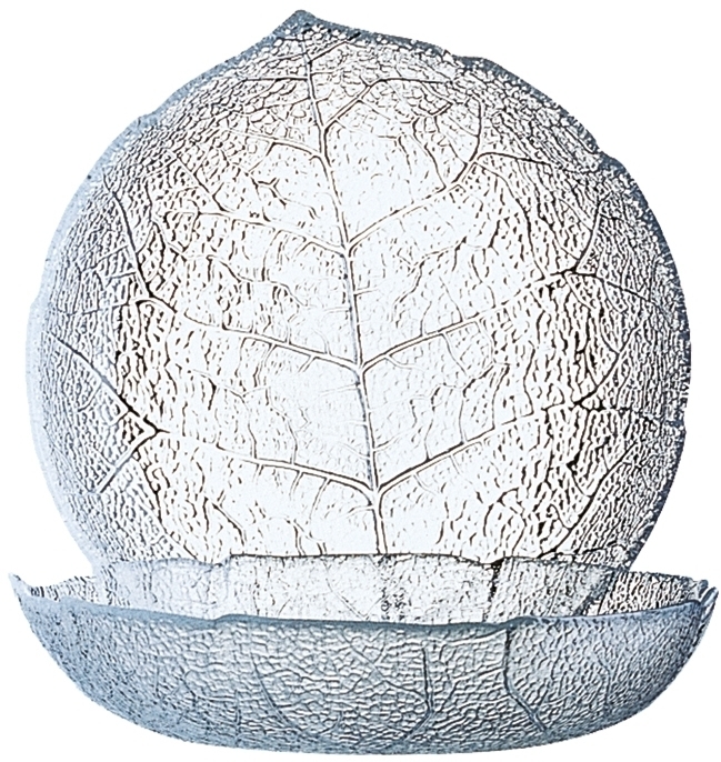 Luminarc 48 x Puddingteller ASPEN 14,5 cm Höhe 36 mm - Durchmesser 145 mm Arcoroc Image