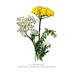 Buyenlarge A. Clipeolata Achillea Lingulata Var Buglossis by H.G. Moon Painting Print in White | 36 H x 24 W in | Wayfair 0-587-03682-6C2436