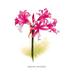 Buyenlarge Nerine Bowdeni by Henry Moon Painting Print in Green/Pink | 30 H x 20 W in | Wayfair 0-587-03664-8C2030