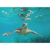 Blue/Green 60 x 0.35 in Area Rug - East Urban Home Turtle Teal Area Rug Polyester/Wool | 60 W x 0.35 D in | Wayfair