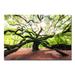 DecorumBY Tree of Strength - Unframed Photograph on Paper in White | 36 H x 36 W x 2.5 D in | Wayfair Abstract Art - "Tree of Strength" AL SQ36x36