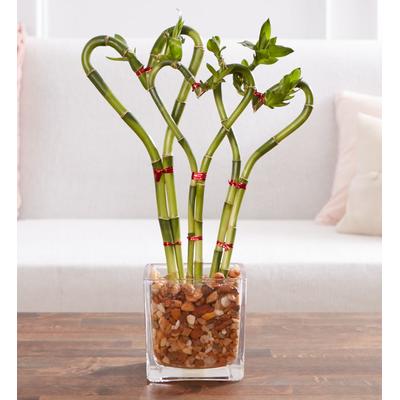 1-800-Flowers Plant Delivery Sweetheart Bamboo For Mother's Day Triple | Happiness Delivered To Their Door