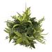 Latitude Run® Artificial Succulent Bush Silk/Plastic/Fabric | 5 H x 5 W x 5 D in | Wayfair EA35CA91467A415B80728D3D94D3C2BD