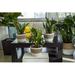 Costa Farms Foliage Snake Plant in Planter | 12 H x 6 D in | Wayfair CO.SZ07.4D.UP