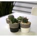 2 Piece Costa Farms Live Cactus Low Maintenance Plant in Ceramic Planter | 6.5 H x 4 D in | Wayfair CO.CM04.4D.UP