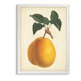 August Grove® 'Antique Pear Botanical II' by Paul Cezanne - Picture Frame Painting Print Canvas in Green/Orange | 30 H x 22 W x 1 D in | Wayfair