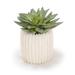 George Oliver 3" Artificial Agave Succulent in Pot Ceramic/Plastic | 8 H x 8 W x 8 D in | Wayfair 7DB8917BAD464F8C9A069C9658A51338