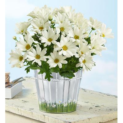 1-800-Flowers Plant Delivery Happy Daisy Plant Large | Happiness Delivered To Their Door