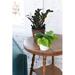 Thorsen's Greenhouse Live Green Heartleaf Philodendron Plant | 6 H x 6 D in | Wayfair 4 Green Philodendron