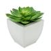 Ivy Bronx 2" Artificial Succulent in Pot Metal in White/Brown | 8.5 H x 9 W x 9 D in | Wayfair 097AE1BEFADD4D7DBE6A07461C779FBB