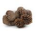 Millwood Pines Pine Cone Maritima Vase Filler Wood in Brown | 4 H x 4 W x 3 D in | Wayfair 7C66BE0BED374B5C95C3148874A87544