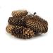 Millwood Pines Pine Cone Spruce Vase Filler Wood in Brown | 3 H x 3 W x 2 D in | Wayfair 3B65201D5D044A79882FC6ED764A1F7C