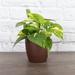 Thorsen's Greenhouse Live Golden Pothos Plant in Classic Pot, Copper | 6 H x 4.5 D in | Wayfair 4 Golden Pothos-Core-Copper