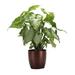 Thorsen's Greenhouse Live White Butterfly Plant in Classic Pot, Copper | 11 H x 4.5 D in | Wayfair 4 White Butterfly-Core-Copper