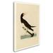 Vault W Artwork 'Booby Gannetplate 207' Print on Wrapped Canvas in Black/White | 24 H x 16 W x 2 D in | Wayfair AA00117-C1624GG