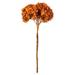 Vickerman 649183 - 15? Autumn Hydrangea Stem (H1HYD750) Dried and Preserved Flowering Plants