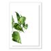 Four Hands Art Studio 'Pothos II' by Jess Engle - Picture Frame Print on Paper in Black | 60 H x 42 W x 2.5 D in | Wayfair PG.JEE040.FP.0002.W