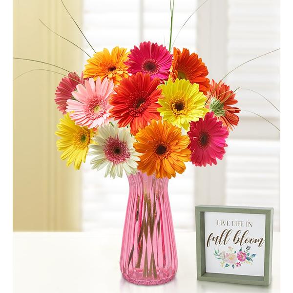 1-800-flowers-flower-delivery-happy-gerbera-daisies,-12-24-stems,-12-stems-w--pink-vase---sign-|-100%-satisfaction-guaranteed/