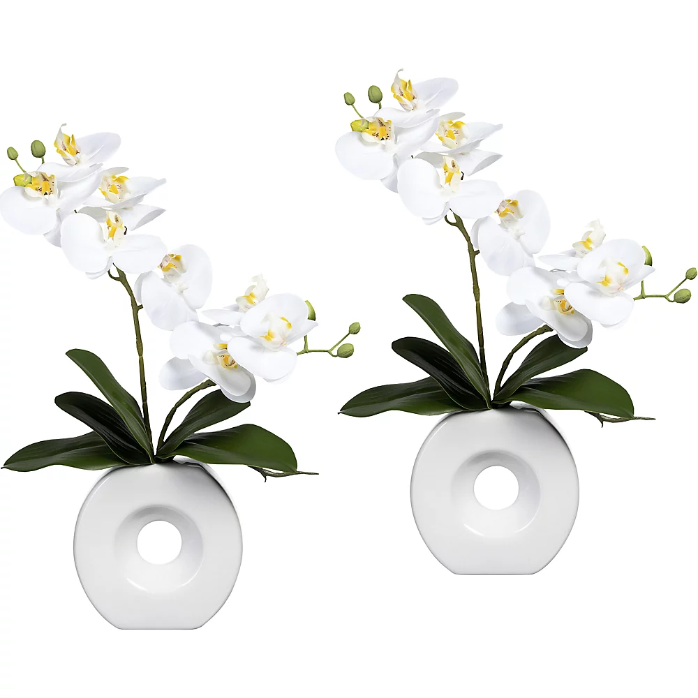 Phalaenopsis, Real Touch - kaiserkraft