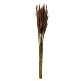 Vickerman 649497 - 36" Brown Plume Reed Bundle (H1PLR800) Dried and Preserved Reeds and Bamboo