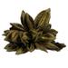 Vickerman 651469 - 6" Basil Star Pod (H2STA100) Dried and Preserved Pods