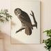 Loon Peak® 'Pl 351 Great Cinereous Owl' - Wrapped Canvas Painting Print Canvas in Brown/Gray/Green | 27 H x 18 W x 1 D in | Wayfair