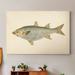 Rosecliff Heights 'Donovan Antique Fish IV' - Painting Print on Canvas Canvas, Solid Wood in Green/White | 12 H x 8 W x 1 D in | Wayfair