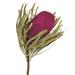 Loon Peak® 12" Jumbo Banksia Flower w/ Stem Dried in Pink | 12 H x 2 W x 3 D in | Wayfair 56689094C2A54F01B65E9BDAA8BD09F9
