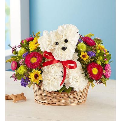 a-DOG-able® in a Basket by 1-800 Flowers