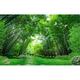GK Wall Design 3D Photo Jungle Landscape TEXTILE Wallpaper Fabric in Green | 150 W in | Wayfair GKWP000084W150H98_3D