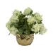 Mercer41 Snowball Branches Floral Arrangements & Centerpieces in Ceramic Bowl | 13 H x 16 W x 16 D in | Wayfair 908213CF1CAC4A4E85CB68DAEFE85537