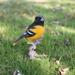 Hi-Line Gift Ltd. Oriole On Branch Statue