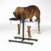 Adjustable Raised Elevated Diner Dog Dishes Makes Feeding Time More Comfortable (160 oz)