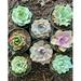 8 pots of 4 Inch Rosette Echeveria Succulent fully rooted